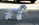 Schnauzer Blanco Madrid DE LOS CASTIZOS