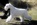 Schnauzer Blanco Madrid DE LOS CASTIZOS