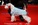 Schnauzer Blanco Madrid DE LOS CASTIZOS