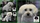 PATUCAS Peluqueria Canina