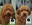 PATUCAS Peluqueria Canina