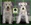 Peluqueria Canina Las Rozas