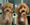 Peluqueria Canina Las Rozas Patucas