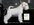 Schnauzer Blanco Madrid 