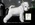 Schnauzer Blanco Madrid 