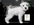 Schnauzer Blanco Madrid 