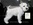 Schnauzer Blanco Madrid 