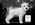 Schnauzer Blanco Madrid 