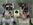 Peluqueria Canina Las Rozas