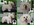 PATUCAS Peluqueria Canina