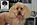 PATUCAS Peluqueria Canina