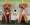 Peluqueria Canina Las Rozas