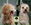 Peluqueria Canina Las Rozas Patucas
