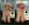 PATUCAS Peluqueria Canina