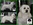 PATUCAS Peluqueria Canina