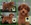 Peluqueria Canina Las Rozas