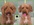 Peluqueria Canina Las Rozas