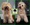 Peluqueria Canina Las Rozas Patucas