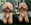 Peluqueria Canina Las Rozas Patucas