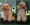 Peluqueria Canina Las Rozas Patucas